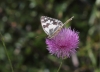 Melanargia lachesis