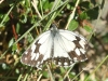 Melanargia lachesis