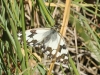 Melanargia lachesis