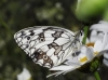 Melanargia lachesis