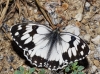 Melanargia lachesis