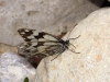 Melanargia lachesis