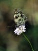 Melanargia lachesis