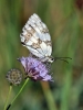 Melanargia lachesis