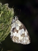 Melanargia lachesis