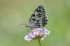 Melanargia lachesis