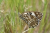 Melanargia occitanica