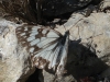 Melanargia occitanica