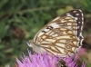 Melanargia occitanica