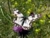 Melanargia occitanica