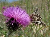 Melanargia occitanica