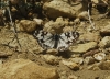 Melanargia occitanica