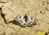 Melanargia occitanica