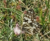 Melanargia occitanica