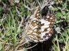 Melanargia occitanica