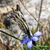 Melanargia occitanica