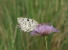 Melanargia russiae