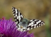 Melanargia russiae