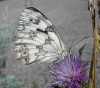 Melanargia lachesis