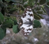 Melanargia lachesis