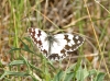 Melanargia lachesis