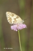 Melanargia lachesis