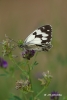 Melanargia lachesis