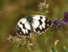 Melanargia lachesis