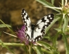 Melanargia lachesis