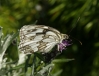 Melanargia lachesis