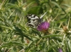 Melanargia lachesis