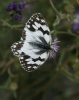 Melanargia lachesis