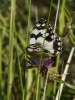 Melanargia lachesis