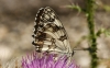 Melanargia lachesis