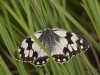 Melanargia lachesis