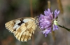 Melanargia lachesis