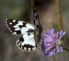 Melanargia lachesis