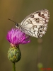 Melanargia lachesis