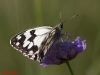 Melanargia lachesis