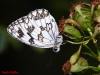 Melanargia lachesis