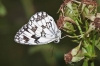 Melanargia lachesis