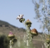 Melanargia lachesis