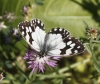 Melanargia lachesis