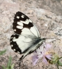 Melanargia lachesis