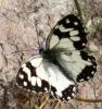 Melanargia lachesis