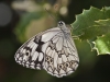 Melanargia lachesis