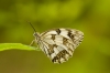 Melanargia lachesis