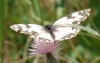 Melanargia lachesis