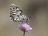 Melanargia lachesis