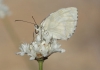 Melanargia lachesis